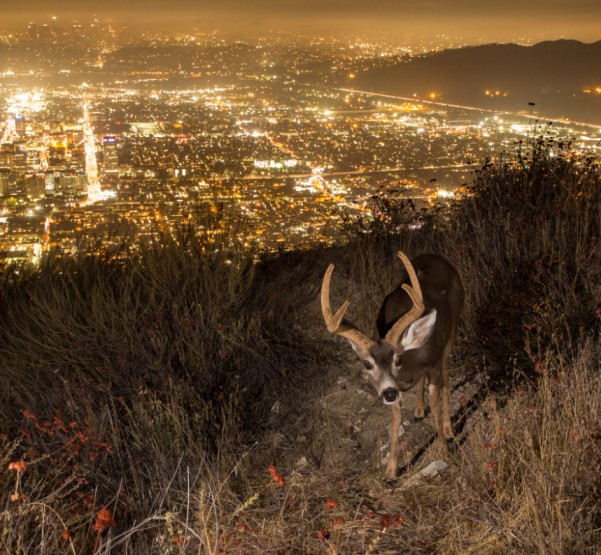 Where City Meets Nature: Discovering LA’s Hidden Wildlife